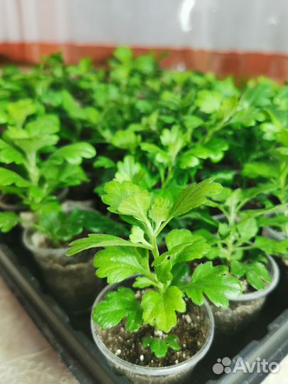 Хризантемы мультифлора и корейская