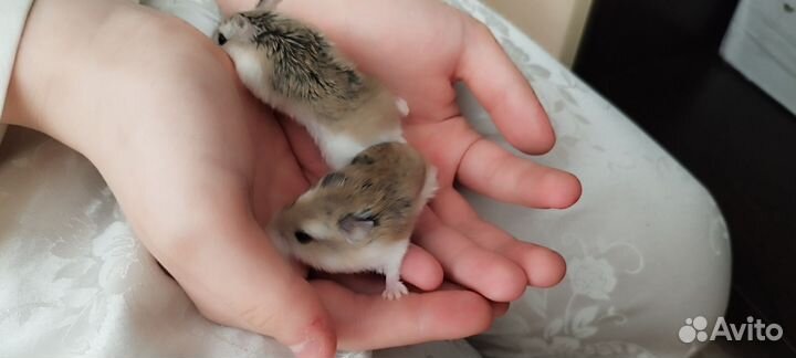 Роборовского хомячки