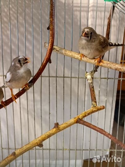 Амадины зебровые