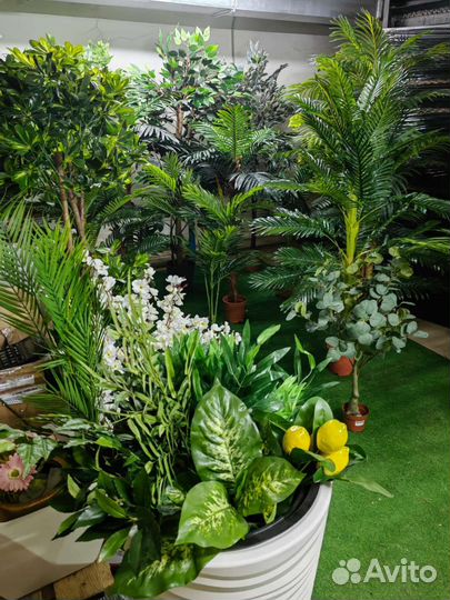 Деревья, растения разные в наличии, от