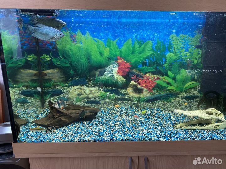 Аквариум