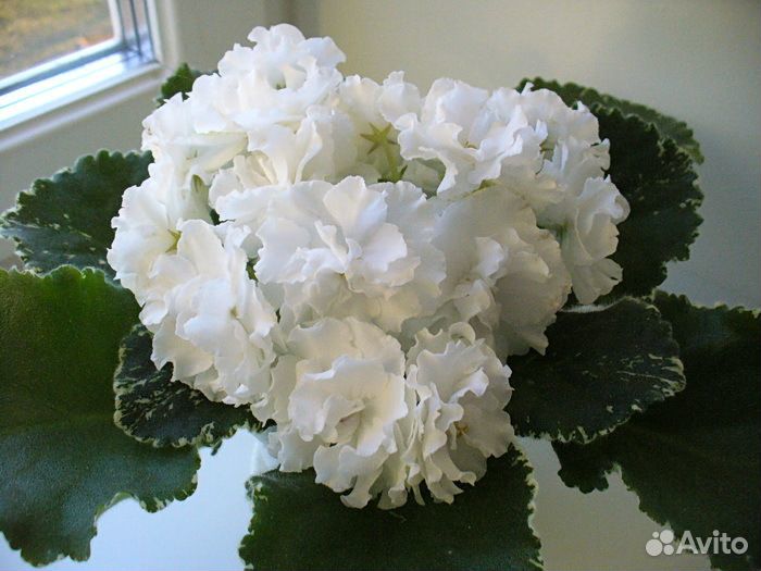 Детки сортовых фиалок