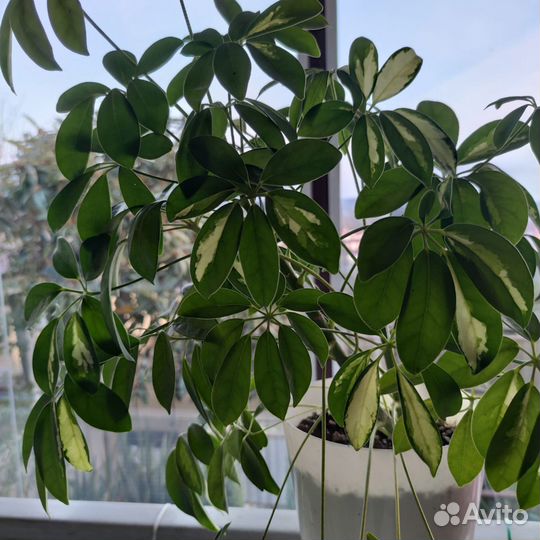 Цветы шефлера