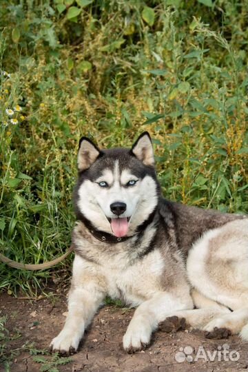 Красавица Лора