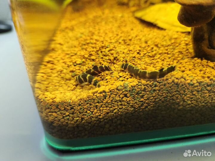 Аквариумы Dennerle и оборудование