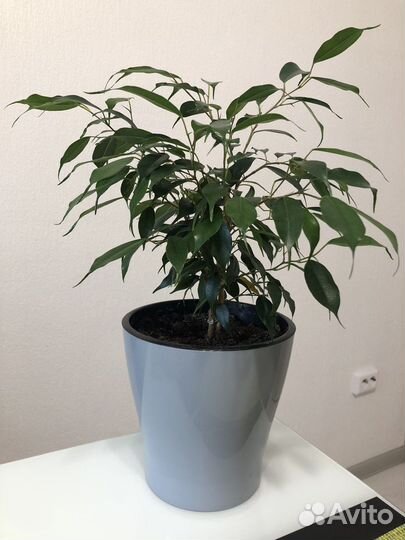 Фикус бенджамина