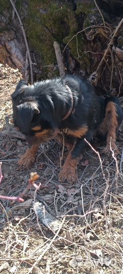 Обмен бартер на курцхаар,или на спаниель