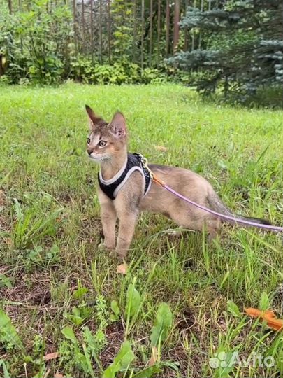 Чаузи f2 котята