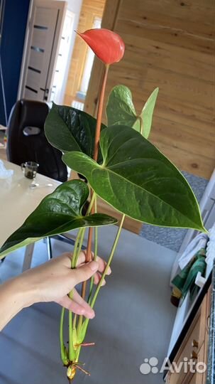 Антуриум pure orange