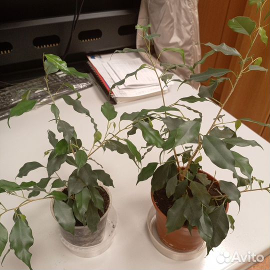 Фикус Бенджамина