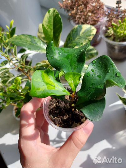 Фикусы сортовые