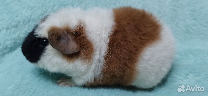 Морская свинка американский тедди