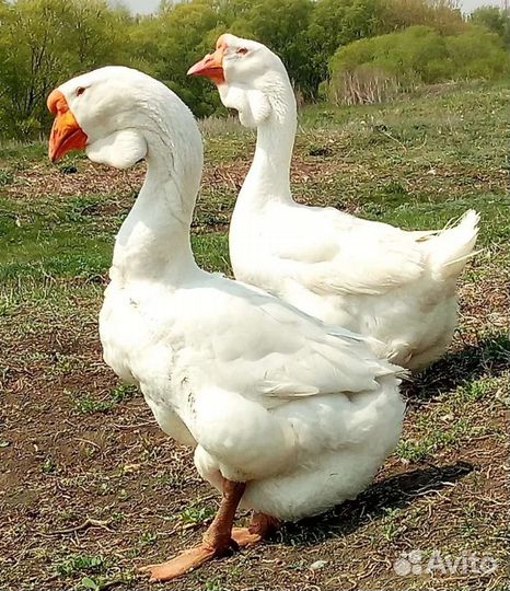 Куры,гуси,утки