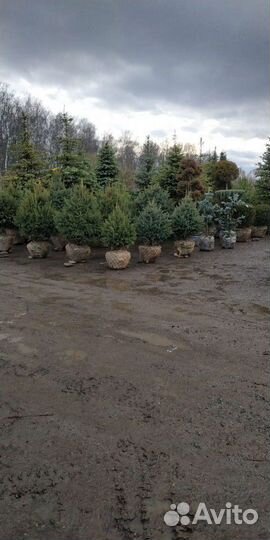 Ель Глаука зелёная, Ель Мисти Блю