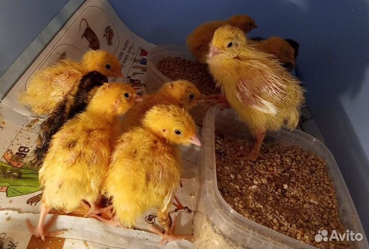 Недельные перепела