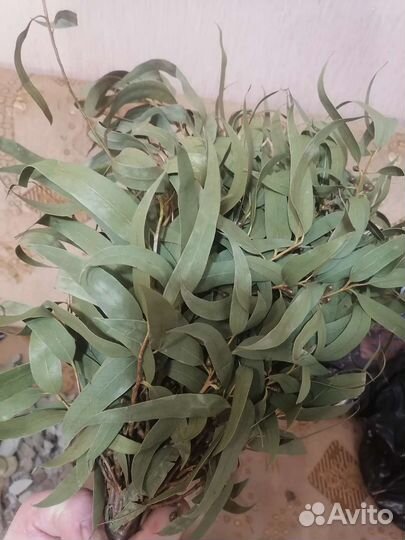 Дубовые веники для бани