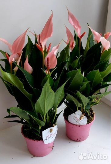 Антуриум Лили