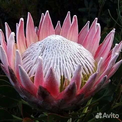 Цветы в подарок