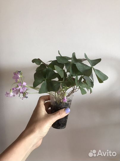 Кислица оксалис Мармер Дороти чао Корея