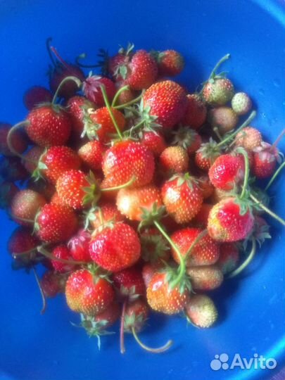 Клубника саженцы