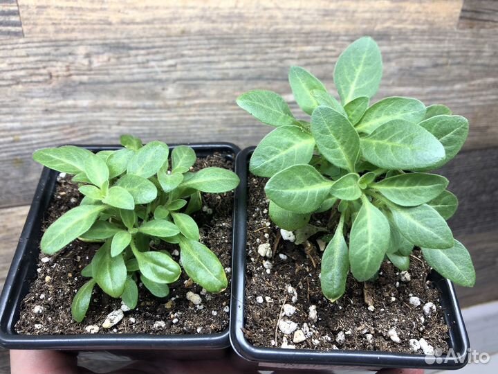 Петуния Рим Маджента