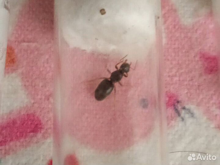 Муравьи-camponotus ethiopsis,и другие