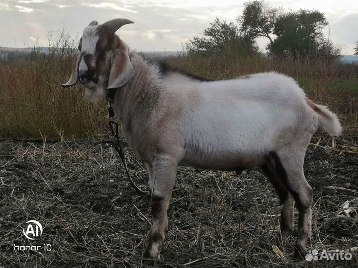 Козёл нубийский