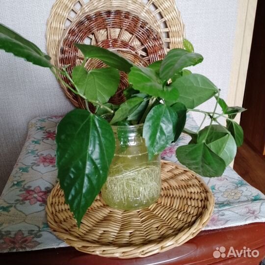 Комнатные цветы