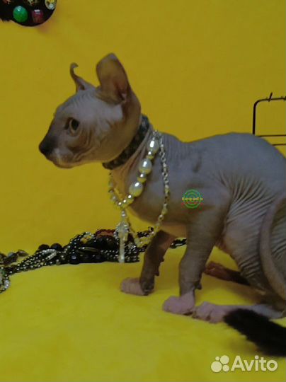 Котята двэльф,бамбино,эльф