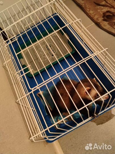 Хорек с клеткой