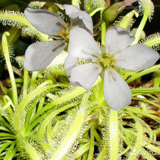 Росянки Capensis Rubra, Alba/Кислица/Oxalis
