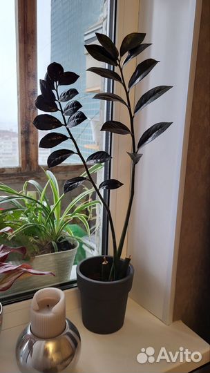 Замиокулькас