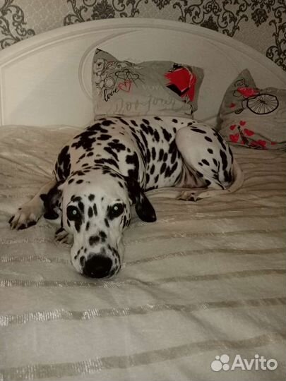 Далматин девочка вязка