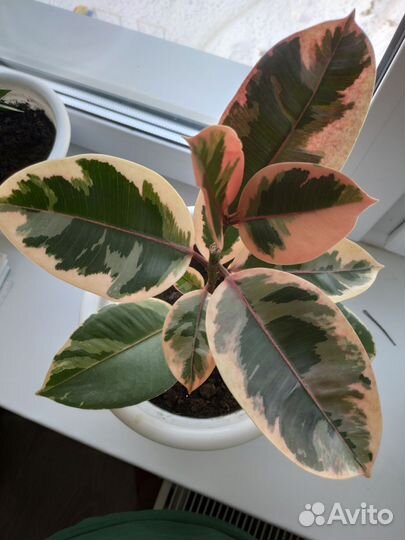 Фикус эластика тинеке