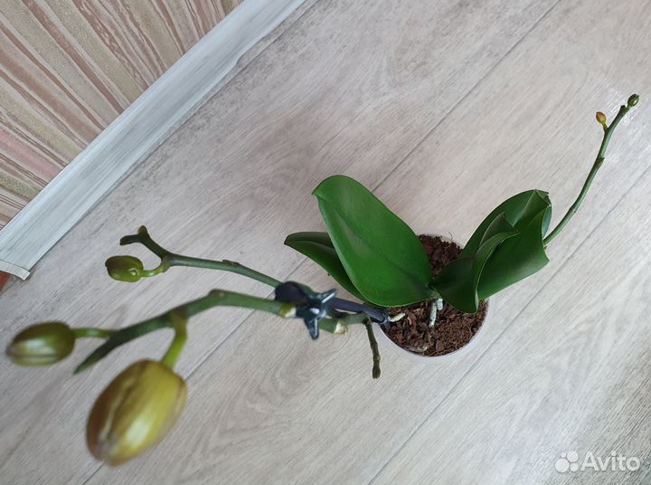 Орхидея фаленопсис Goud / Золото