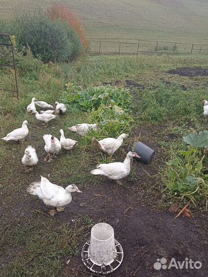 Мясо индоутки