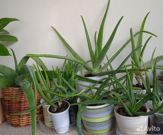 Комнатные растения