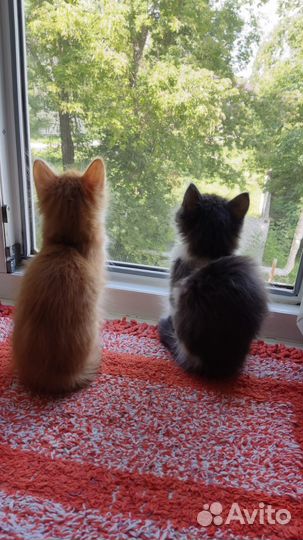 Котята в добрые руки бесплатно