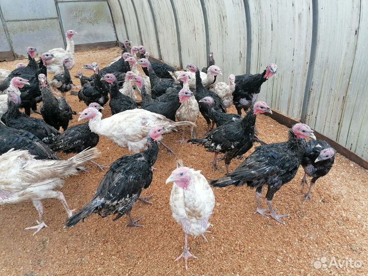 Продам индюшек