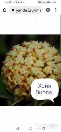 Срезы хойи