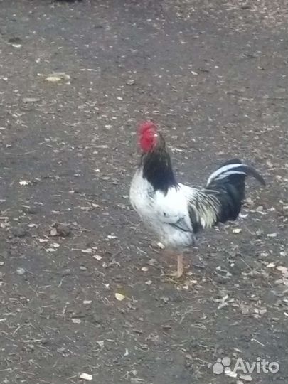 Петухи
