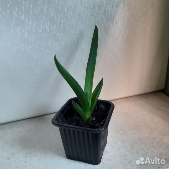 Детки Алоэ Вера лечебный столетник