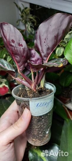 Калатея дотти, цветы комнатные