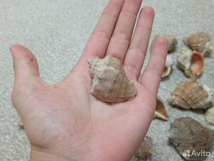 Ракушка от рапана