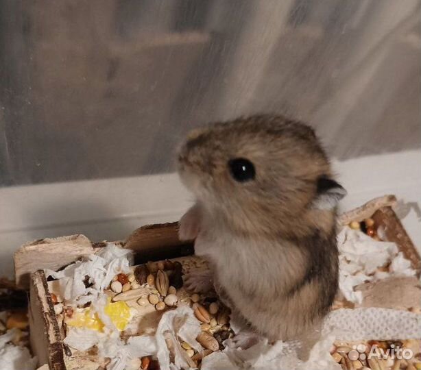 Хомячата джунгарики