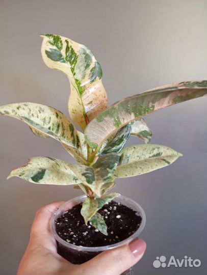 Фикус шривериана