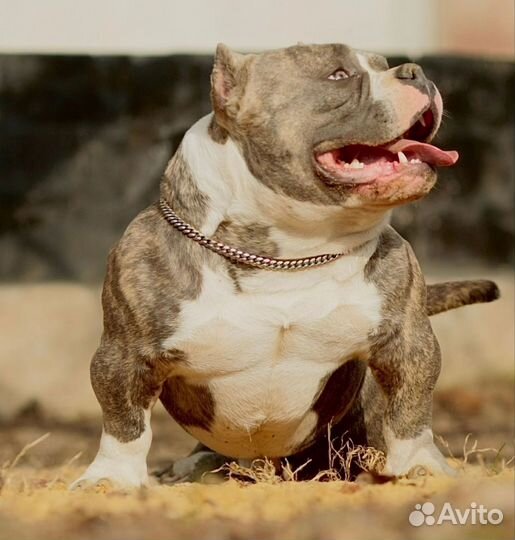 Булли девочка