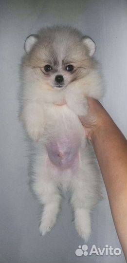 Пати мальчик Померанский шпиц