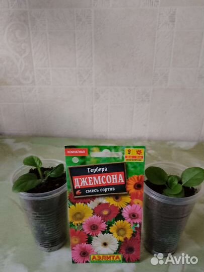 Рассада цветов