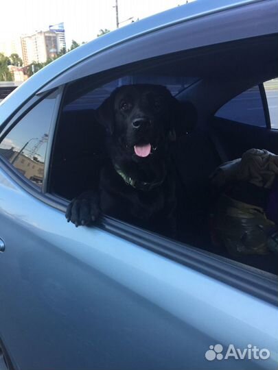 Вязка Лабрадор